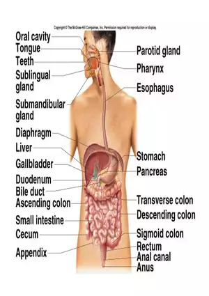Digestive System and Its Components